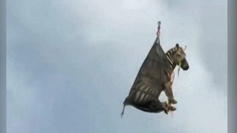 Zebra resgatada por helicóptero após inundação num país africano