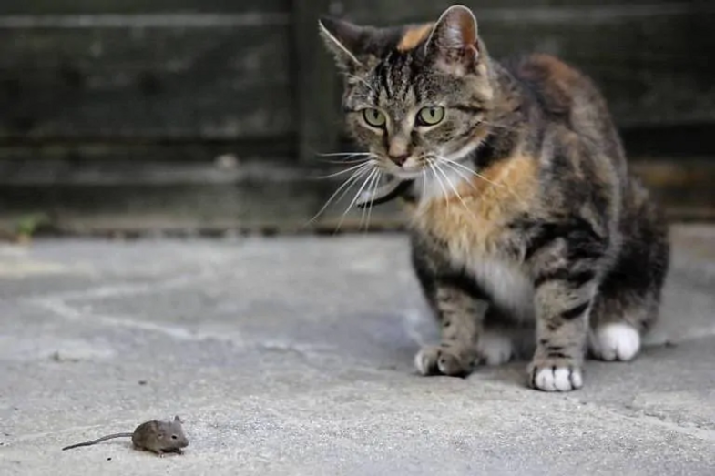 Gato observa rato: uma rivalidade clássica em pausa