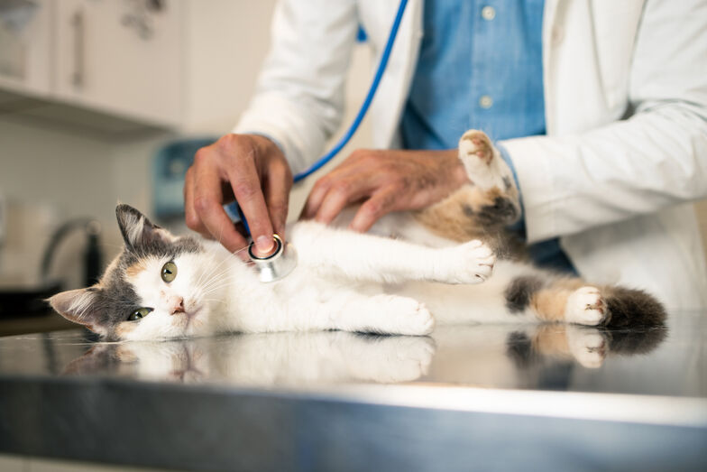 Gato recebe cuidados veterinários com seguro Fidelidade Pets