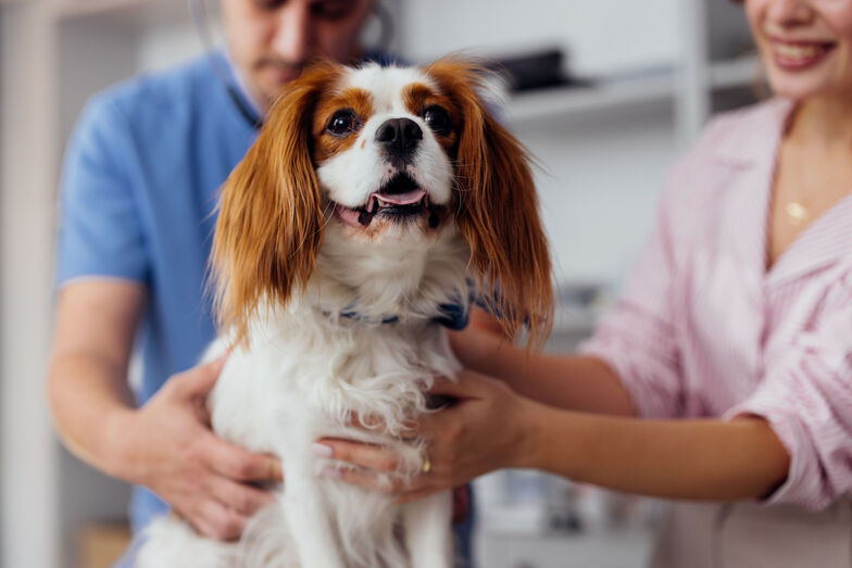Seguro Fidelidade Pets garante apoio financeiro e os melhores cuidados para cães e gatos