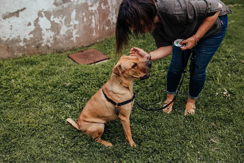 Estratégias para proteger cão de fuga ou roubo