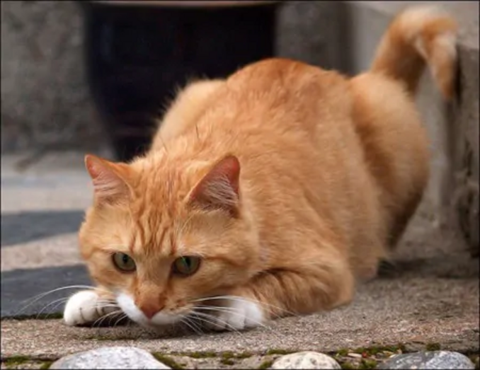 Gato laranja perdido ou abandonado precisa de ajuda na rua