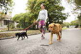Lisboa tem espaços pet friendly para passear com o seu patudo