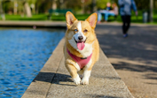 Cão refresca-se no verão