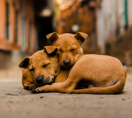 Onda de calor motiva auxílio a animais abandonados nas ruas