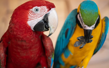 Papagaios enfrentam o calor com truques e ajuda dos tutores