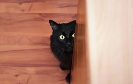 O seu gato está deprimido: sim ou não? Descubra aqui!