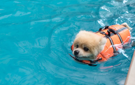 Dicas para um verão pet friendly? Ajude o seu amigo a nadar!
