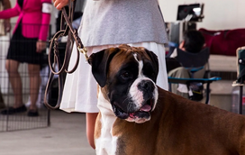 Amantes de cães pelo Norte este fim de semana? Não perca esta exposição canina!