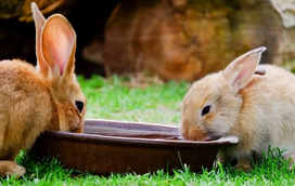 Ainda vem aí muito calor! Aprenda como refrescar o seu coelho em dias com altas temperaturas