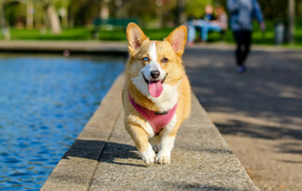 Vamos combater o calor: 3 formas de refrescar o seu pet com água, durante o verão