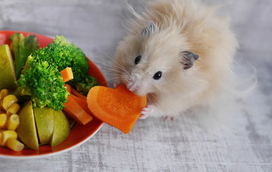 No verão, esteja atento à alimentação do seu roedor!