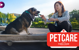 Cão desobediente? Não desespere, nós temos a solução!