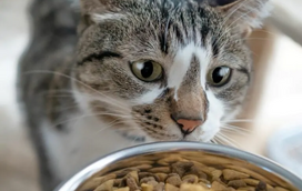 O que é que o seu gato pode comer além de ração? Saiba tudo aqui