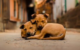 O calor continua a fazer-se sentir: saiba como ajudar os animais abandonados que estão na rua