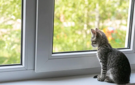 O seu gato está sempre a olhá-lo de cima? Estas são as 6 razões possíveis para ele querer estar no topo dos móveis lá de casa