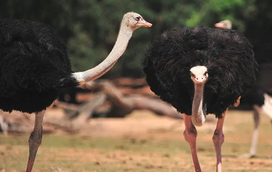 Sabia que as avestruzes são as aves mais pesadas do mundo? Estas são as 5 curiosidades mais surpreendentes sobre estes misteriosos animais