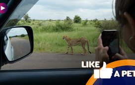 Fã de Safaris? Prepare-se para os mais atribulados!
