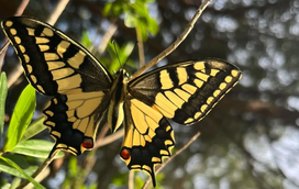 Amante de natureza e de trilhos ao ar livre? Este fim-de-semana está à sua espera!