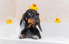 De repente o seu patudo começou a cheirar mal? Não descure esse mau odor! O seu amigo pode estar doente 