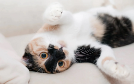 Tem um orçamento apertado e quer ter um animal de estimação? Não tenha medo! Temos dicas simples para reduzir custos e que o podem ajudar