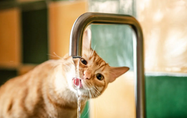 O verão faz-se sentir… e bem! 3 formas de manter o seu gato hidratado em dias de altas temperaturas