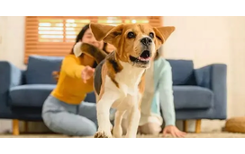 Quer que o seu cão lhe obedeça? Não precisa de ser agressivo! Saiba como treinar o seu pet com muito amor e carinho 