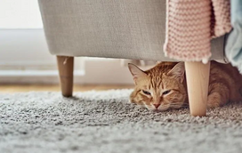 O seu gato anda mais cansado? Há três motivos que poderão estar a causar essa exaustão