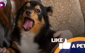 Prepare-se, chegaram os Reis do Drama!