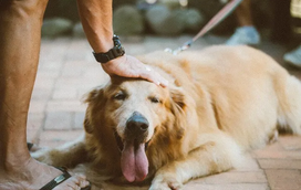 Já pensou em ver as estrelas com o seu pet? Proporcione umas férias inesquecíveis ao seu amigo que não o larga todo o ano 