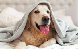Nesta época dos mergulhos, é preciso cuidado redobrado com os ouvidos do seu cão! Saiba como protegê-lo de otites