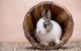 O verão é uma ótima época para brincar com o seu coelho, mas tenha atenção a alguns cuidados!