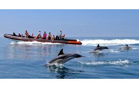 Programa imperdível! Descubra os melhores locais para avistar golfinhos em Portugal 