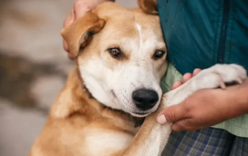 O seu cão é apaziguador ou receoso? Vamos descobrir!