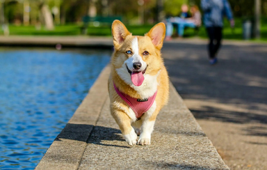 Cão refresca-se no verão