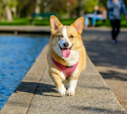 Com a onda de calor, os animais sofrem em silêncio: saiba como proteger o seu patudo