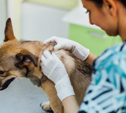 Existe uma grande diferença entre desparasitante interno e externo. Saiba tudo sobre um das práticas mais amigas do seu animal