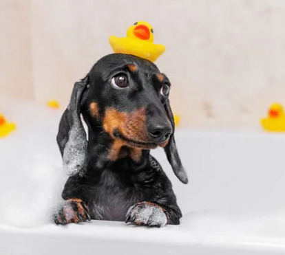 De repente o seu patudo começou a cheirar mal? Não descure esse mau odor! O seu amigo pode estar doente 