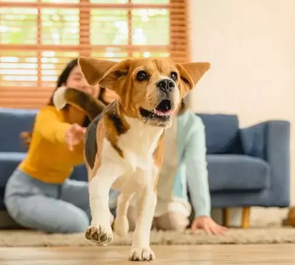 Quer que o seu cão lhe obedeça? Não precisa de ser agressivo! Saiba como treinar o seu pet com muito amor e carinho 