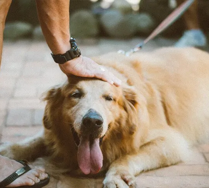 Já pensou em ver as estrelas com o seu pet? Proporcione umas férias inesquecíveis ao seu amigo que não o larga todo o ano 