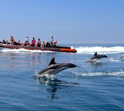 Programa imperdível! Descubra os melhores locais para avistar golfinhos em Portugal 