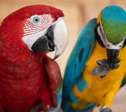 Coloridas e majestosas: as icónicas araras da Tijuca estão de regresso aos céus do Rio de Janeiro ao fim de 200 anos