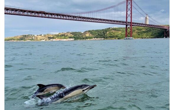 Golfinhos no Tejo, em Lisboa, com a Ponte 25 de Abril ao fundo