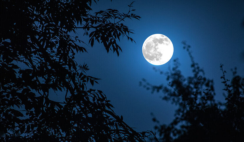 Lua cheia ilumina o céu noturno por entre as árvores