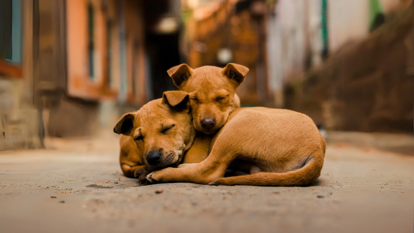 Onda de calor motiva auxílio a animais abandonados nas ruas
