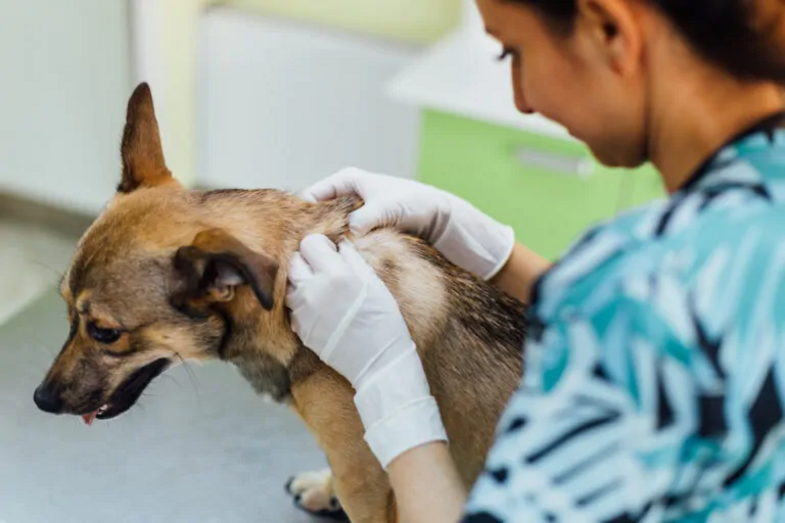Veterinária examina cão com epilepsia para monitorização da doença
