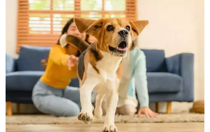 Mulher brinca com cão animado em casa, promovendo um ambiente divertido e interativo