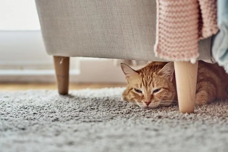 Cansaço em gatos pode ter três origens: alteração da rotina, dor ou doença