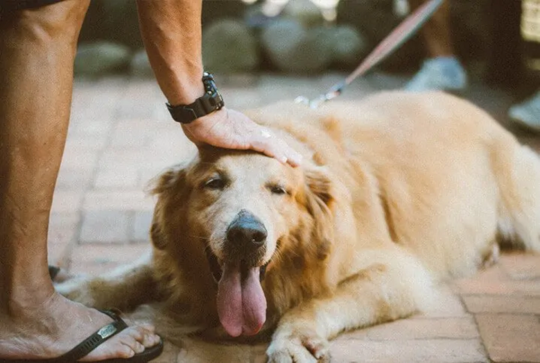 Cão recebe carinho. Atenção à linguagem corporal dos cães