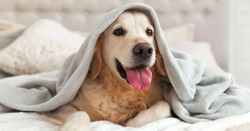 Cuidados redobrados com os ouvidos do cão nas praias pet-friendly para evitar otites